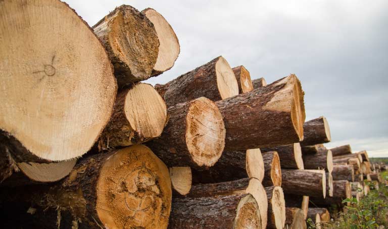 Exact Harvesting - La Crete, Alberta - Logs